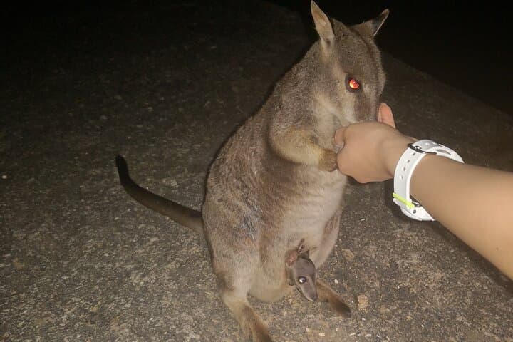 Day Trip from Cairns: Paronella Park, Herberton & Granite Gorge Wildlife Tour photo 3