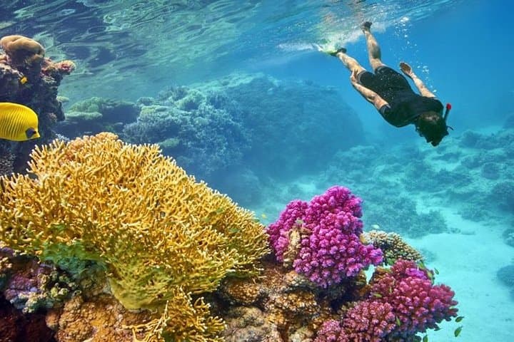 Satayh Dolphin Reef Snorkeling Trip from Marsa Alam — Spinner Dolphins & Red Sea Reefs photo 2