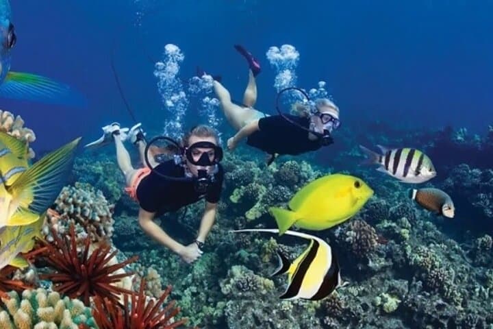 Satayh Dolphin Reef Snorkeling Trip from Marsa Alam — Spinner Dolphins & Red Sea Reefs photo 3