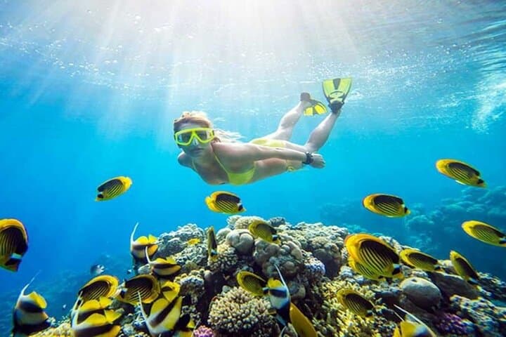 Satayh Dolphin Reef Snorkeling Trip from Marsa Alam — Spinner Dolphins & Red Sea Reefs photo 4