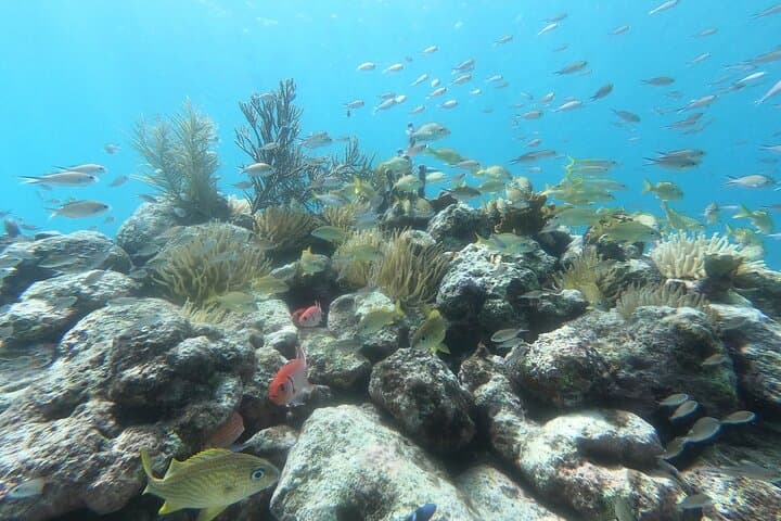 Snorkel Tour Curaçao: Jan Thiel Reef Exploration and Sightseeing photo 6