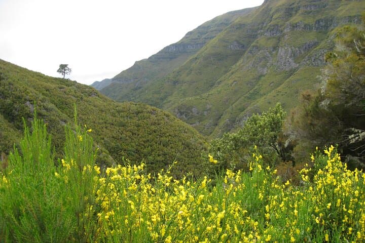 Rabaçal Risco & 25 Fountains: Full-day Levada Walk in Madeira photo 5