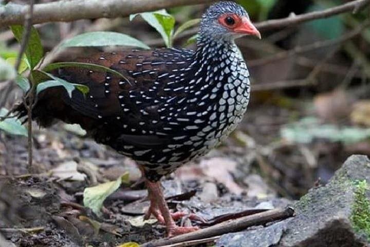 Dawn Trek on Horton Plains: Private Guided Trek to World's End & Baker's Falls photo 6