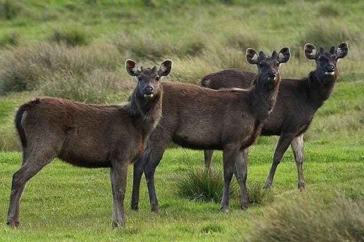 Dawn Trek on Horton Plains: Private Guided Trek to World's End & Baker's Falls photo 5