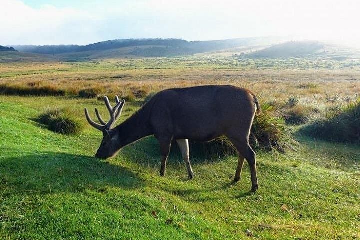 Dawn Trek on Horton Plains: Private Guided Trek to World's End & Baker's Falls