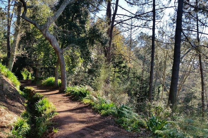 Paradise Valley Half-Day Walking Tour in Madeira: Camacha Views & Levadas photo 3