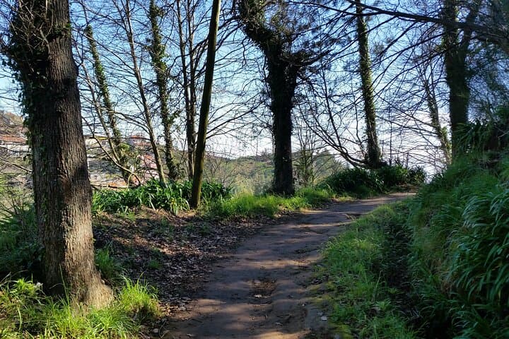 Paradise Valley Half-Day Walking Tour in Madeira: Camacha Views & Levadas photo 5