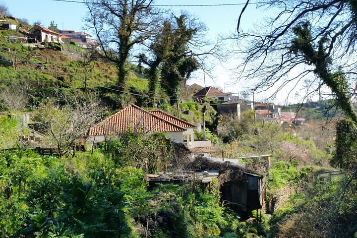 Paradise Valley Half-Day Walking Tour in Madeira: Camacha Views & Levadas photo 6