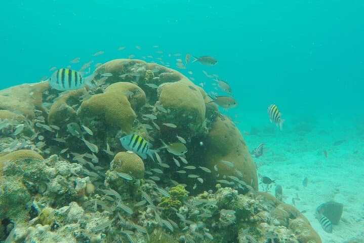 Best of St. John Kayak, Snorkel & Picnic to Honeymoon Beach photo 3
