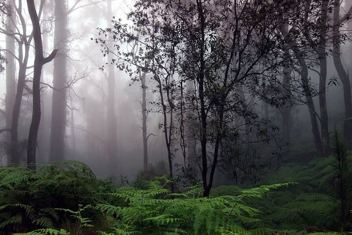 Sinharaja Rainforest Day Trek from Tangalle — Guided Wildlife & Rainforest Walk photo 4