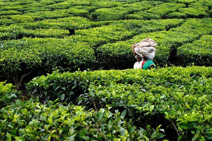 Cochin to Munnar Tranquil Trails: 3-Day Private Tea-Country Escape photo 6