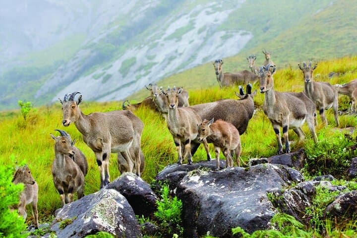 Cochin to Munnar Tranquil Trails: 3-Day Private Tea-Country Escape photo 3