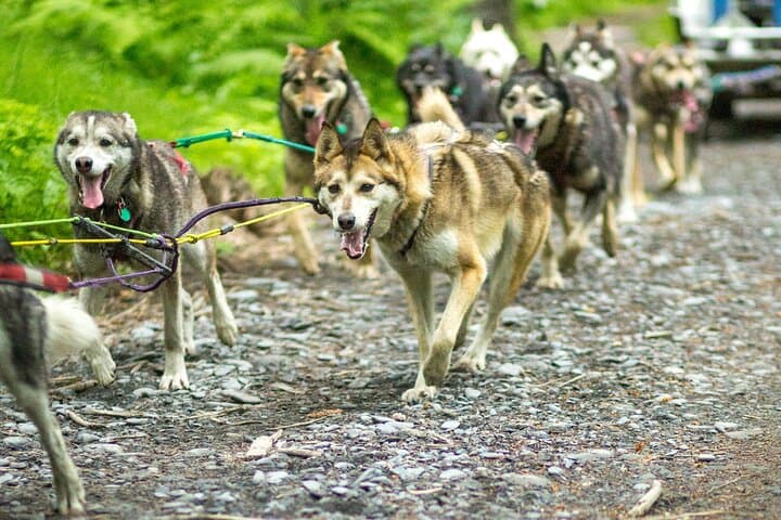 Behind the Gangline: Turning Heads Kennel Dogsledding Experience in Seward photo 3