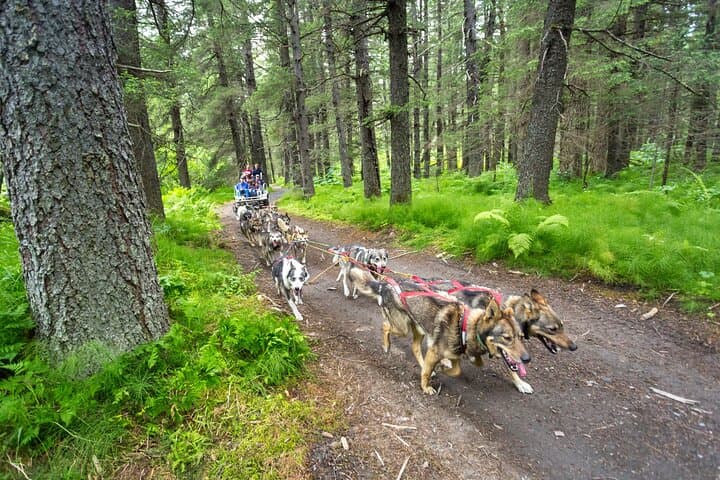 Behind the Gangline: Turning Heads Kennel Dogsledding Experience in Seward photo 4
