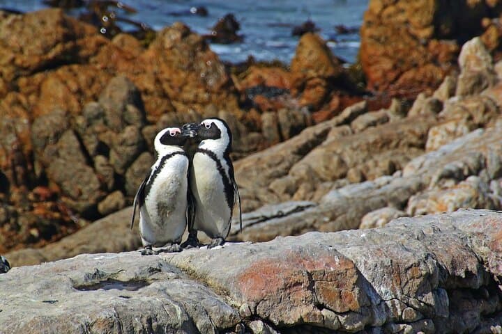 Kruger to Cape Town: 9-Day Private Safari, Panorama Route and Winelands photo 2