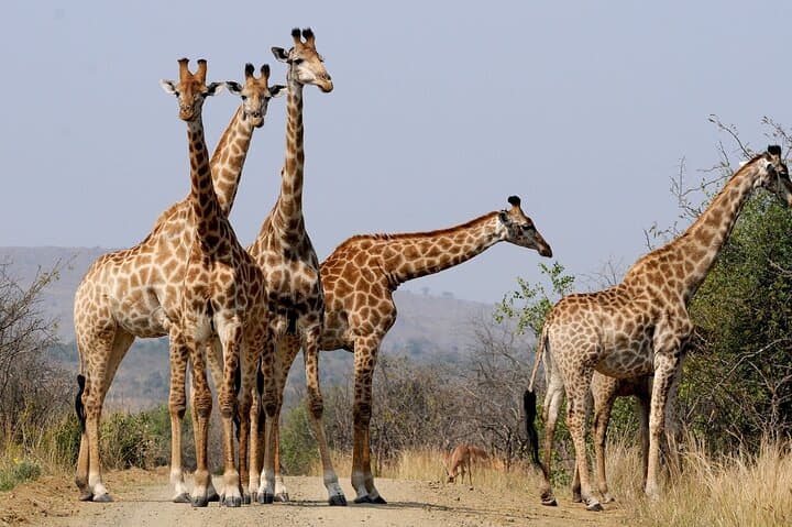 Kruger to Cape Town: 9-Day Private Safari, Panorama Route and Winelands photo 3