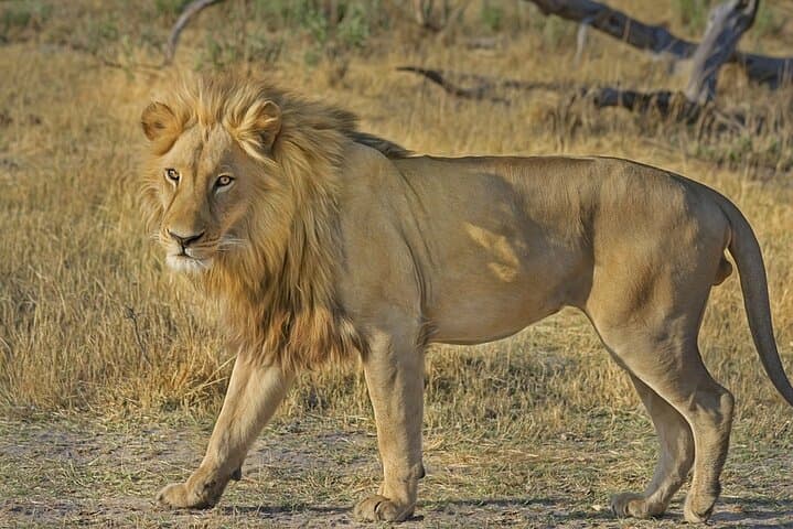 Kruger to Cape Town: 9-Day Private Safari, Panorama Route and Winelands photo 5