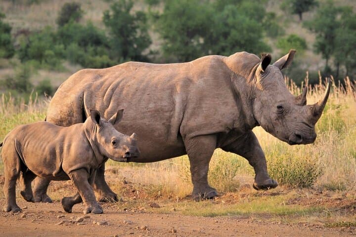 Kruger to Cape Town: 9-Day Private Safari, Panorama Route and Winelands photo 6
