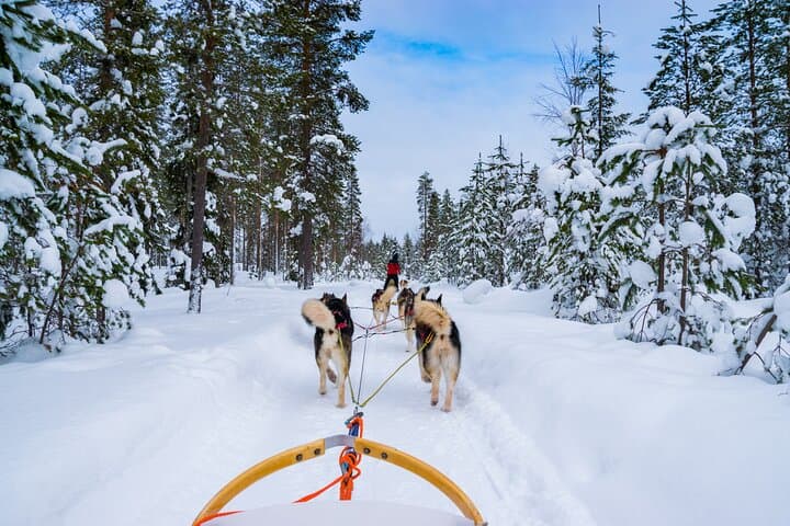 Husky Mushing in Rovaniemi — Small-Group Arctic Sled Ride and Kennel Visit