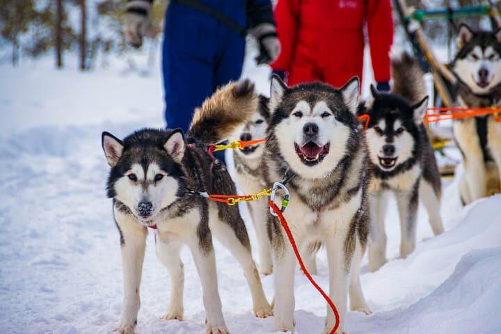 Husky Mushing in Rovaniemi — Small-Group Arctic Sled Ride and Kennel Visit photo 3