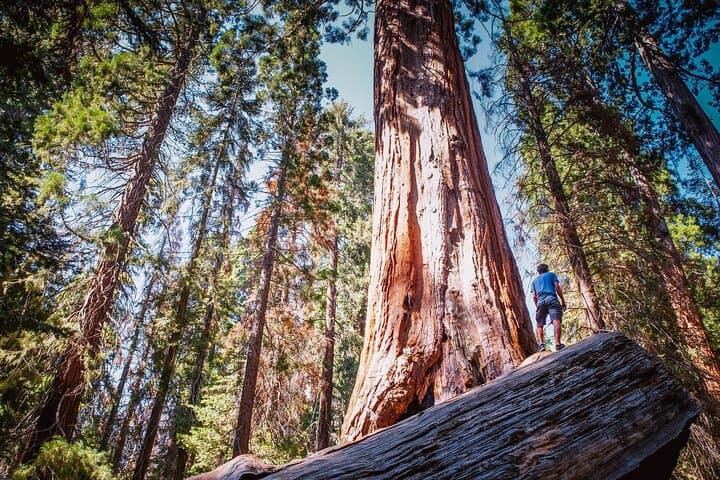 Private Guided Sequoia Hiking Tour — Giant Sequoias & Great Western Divide Views photo 2