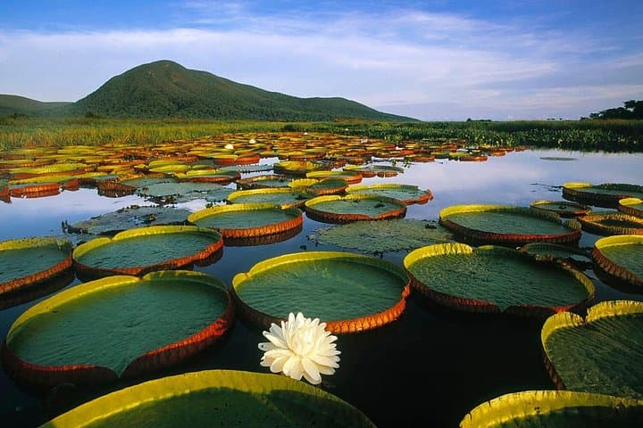 6-Day North Pantanal Jaguar Expedition: Boat Safari & Wildlife Viewing photo 4