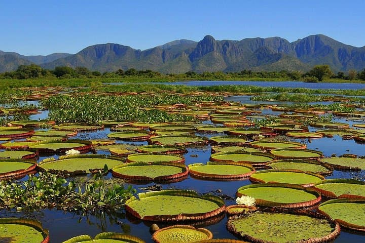 6-Day North Pantanal Jaguar Expedition: Boat Safari & Wildlife Viewing photo 2