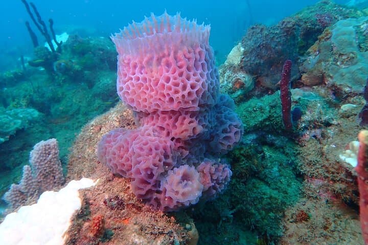 Rincón Discover Scuba Diving — No Certification Needed in Puerto Rico photo 2