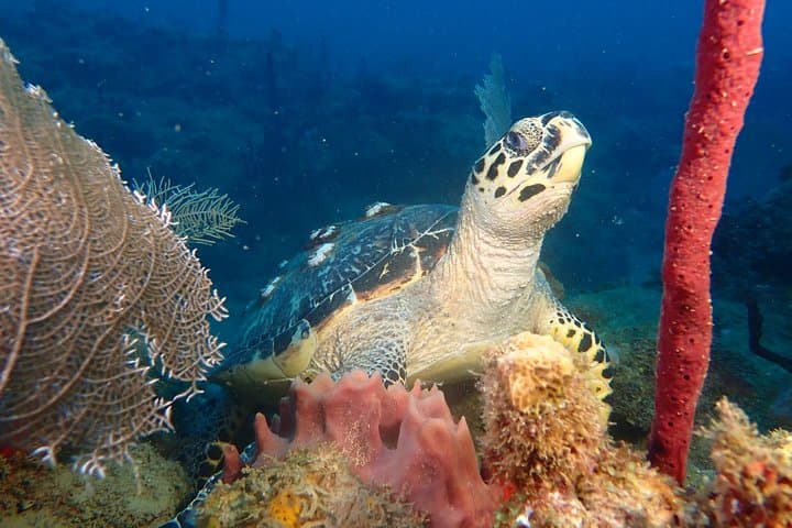 Rincón Discover Scuba Diving — No Certification Needed in Puerto Rico photo 4