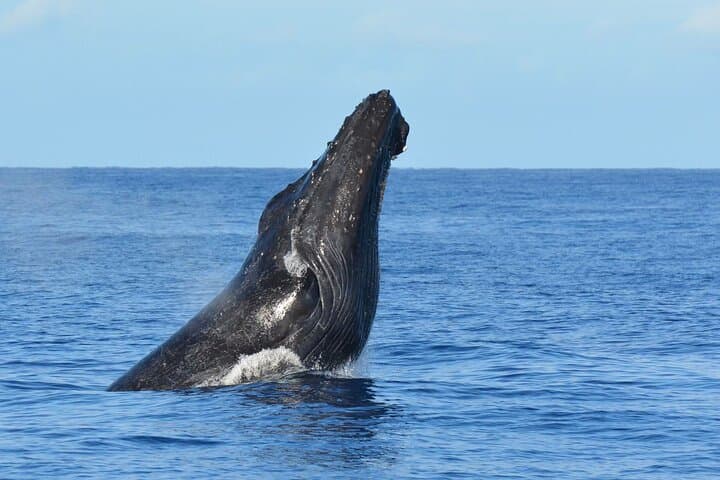 Late-Morning Whale Watch from Kawaihae: Close Encounters with Hawaiian Humpbacks photo 3