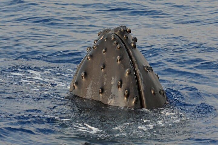 Late-Morning Whale Watch from Kawaihae: Close Encounters with Hawaiian Humpbacks photo 4