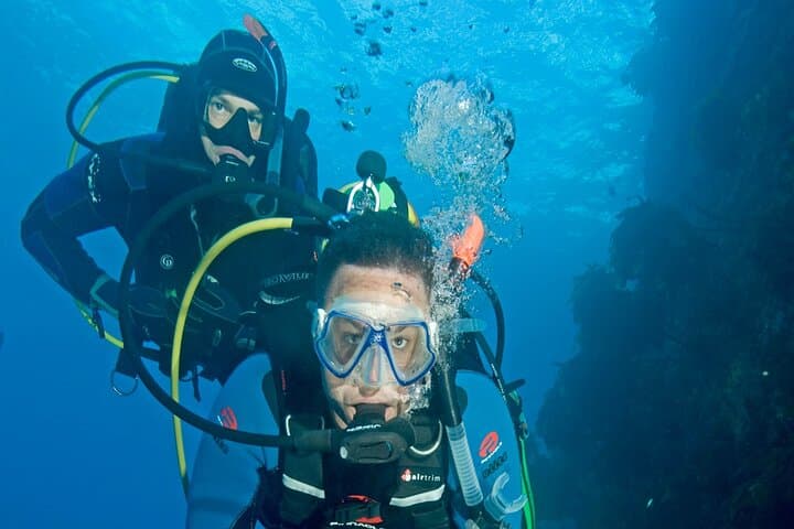 Hammerhead Sharks in the Hauraki Gulf: Full-Day Scuba Dive Charter from Warkworth photo 3