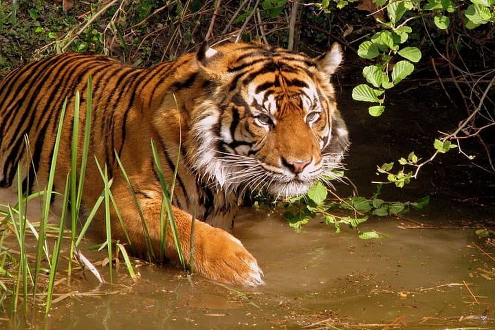 Golden Triangle & Ranthambore: 8-Day Private Wildlife and Heritage Circuit from New Delhi