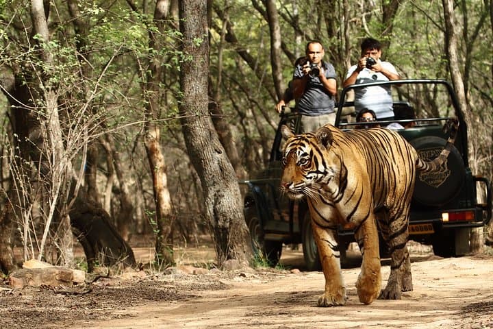 Golden Triangle & Ranthambore: 8-Day Private Wildlife and Heritage Circuit from New Delhi photo 2