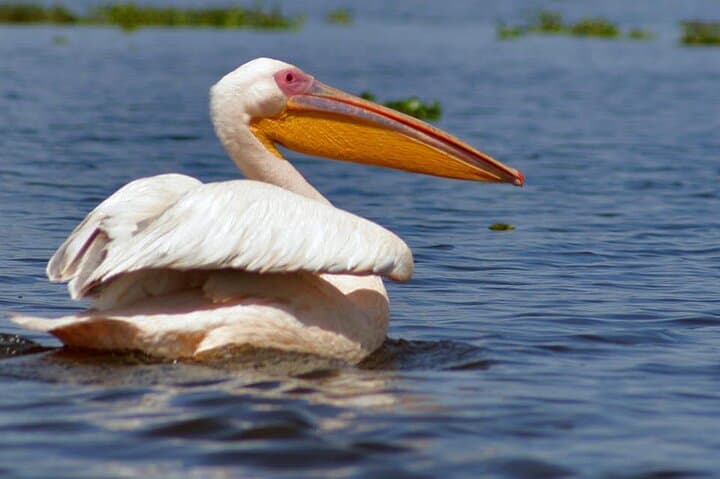 Hell's Gate and Lake Naivasha Full-Day Tour from Nairobi: Bike, Boat & Gorge Hike photo 6
