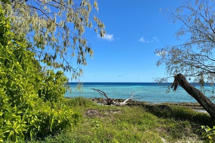 Explore Lady Musgrave Island: A Full-Day Snorkeling Adventure from Bundaberg photo 5