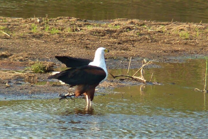 Kruger Morning Game Drive from Hazyview — Sunrise Big Five Safari photo 6
