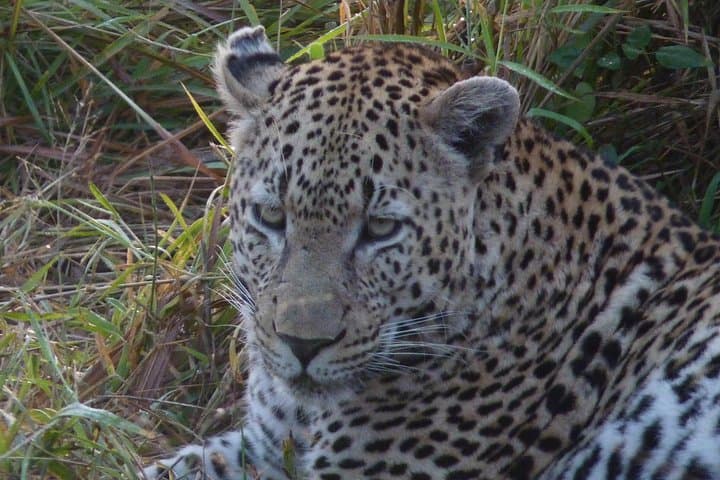 3-Day Kruger National Park Safari from Hazyview — Open-Vehicle Big Five Adventure photo 4