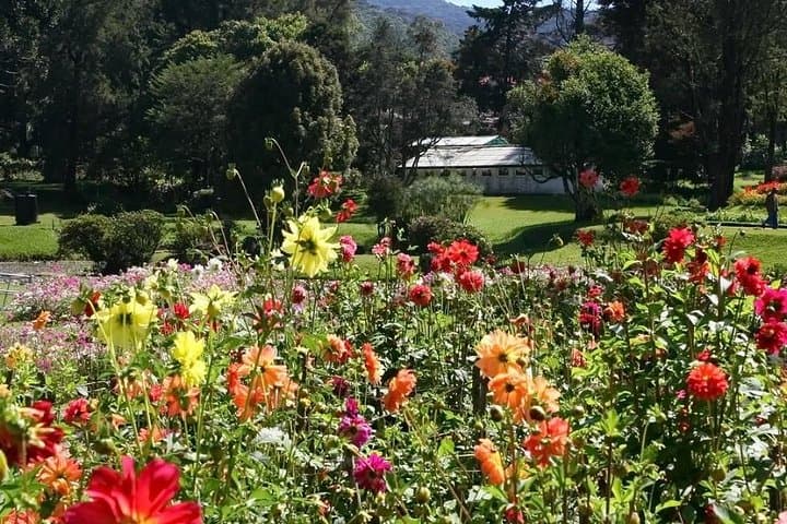 3-Day Kandy to Nuwara Eliya: Temple of the Tooth, Tea Estates & Botanical Gardens photo 2