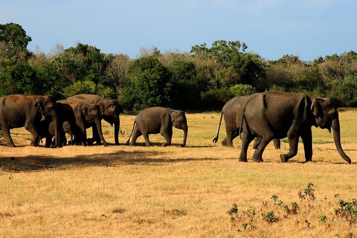 Sigiriya & Minneriya: Climb Lion Rock and Evening Elephant Safari from Dambulla photo 5