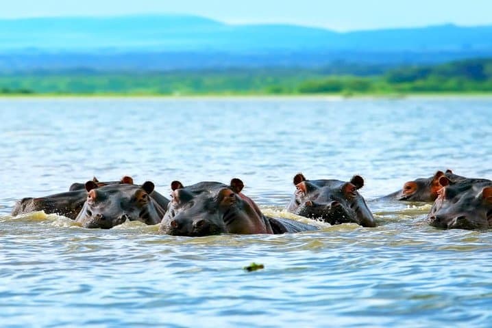 5-Day Safari Adventure Through Maasai Mara, Lake Nakuru & Hell's Gate National Park