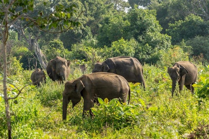 Udawalawe Safari: Full-Day Elephant Safari from Hambantota photo 5