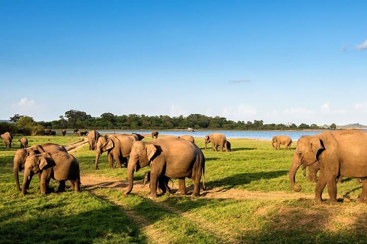 Udawalawe Safari from Negombo — Full-Day Elephant & Wildlife Safari photo 4