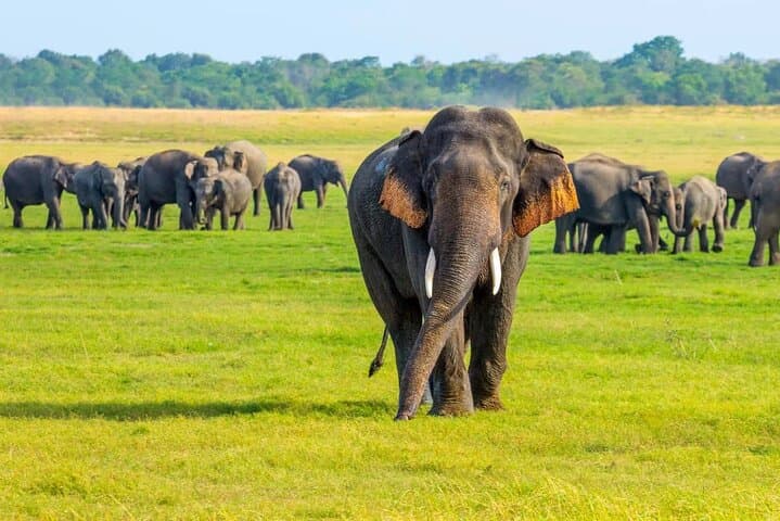 Sigiriya & Minneriya: Climb Lion Rock and Evening Elephant Safari from Dambulla photo 6