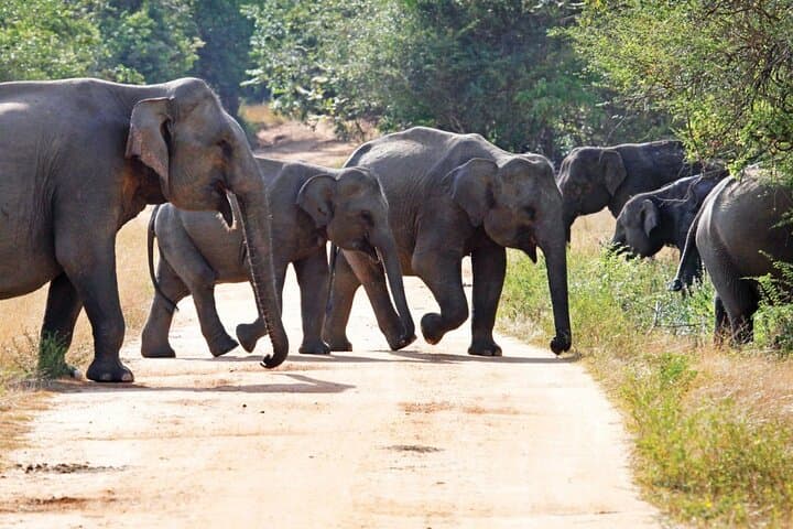 Knuckles & Wasgamuwa: 3-Day Trek and Safari from Kandy photo 5