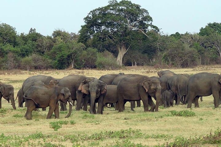 Knuckles Range Trek & Wasgamuwa Safari — 3-Day Adventure from Colombo photo 6