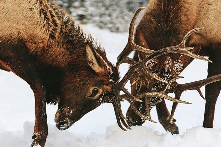 Winter Wildlife Discovery Tour — Jasper & Athabasca Valley Wildlife Viewing photo 3