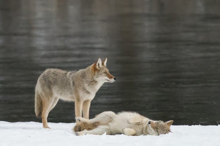 Winter Wildlife Discovery Tour — Jasper & Athabasca Valley Wildlife Viewing photo 6