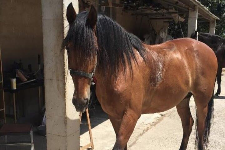 Horseback Riding Near Montevideo: 1.5-Hour Guided Ride Through Prairies & Native Forest photo 5