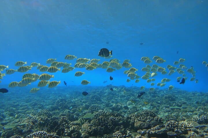 Tahiti Discovery Dive: Two-Site Introductory Lagoon Experience photo 2